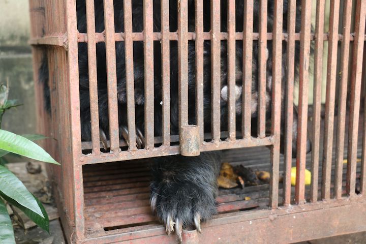 Tổ[-]chức[-]Động[-]vật[-]Châu[-]Á[-]cứu[-]hộ[-]cá[-]thể[-]gấu[-]ngựa[-]từ[-]trường[-]Trung[-]cấp[-]Nghệ[-]thuật[-]Xiếc[-]và[-]Tạp[-]kỹ[-]Việt[-]Nam[-]